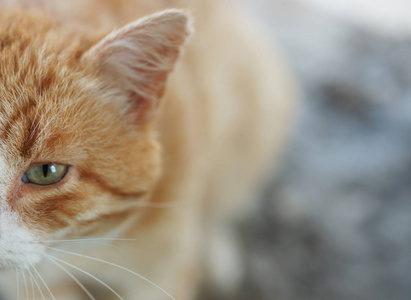 毛皮 面对 休息 基蒂 可爱的 小猫 猫科动物 头发 毛茸茸的