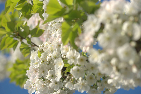 开花 天空 植物 公园 树叶 果园 农事 自然 收获 生长