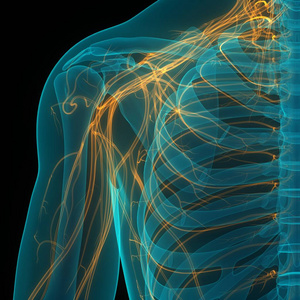 圆盘 解剖学 信息图表 生物学 静脉 骨头 身体 脊柱 人类