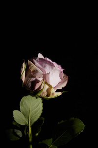 紫罗兰 玫瑰 植物区系 盛开 花的 复制空间 植物 植物学