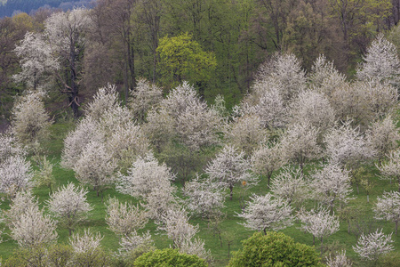 樱桃 植物区系 公园 春天 自然 树叶 生长 植物 苹果花