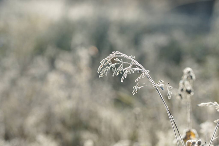 森林 特写镜头 冷冰冰的 雾凇 季节 冰冷的 花园 白霜