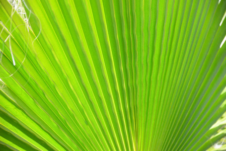 自然 植物学 环境 花园 西班牙 植物 植物区系 夏天 生活