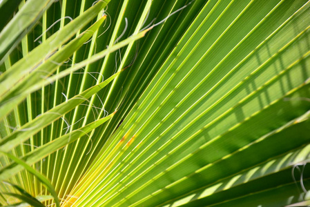 特写镜头 美丽的 西班牙 夏天 分支 颜色 植物 纹理 棕榈