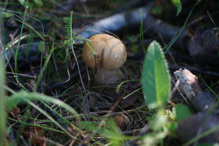公园 植物学 蘑菇 自然 植物 环境 椎体 林地 朦胧 森林