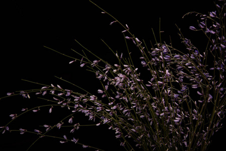 植物区系 盛开 植物 花瓣 植物学 紫罗兰 花的 野花 开花