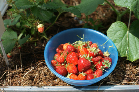 特写镜头 灌木丛 草莓 收获 果味的 分支 物体 花园 浆果