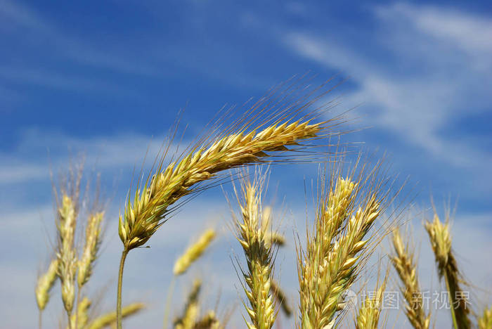 玉米地 耳朵 面包 农业 大麦 收割机 作物 培养 收获