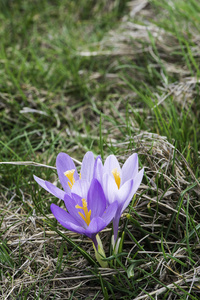 自然 花瓣 美丽的 花园 春天 盛开 紫罗兰 季节 开花