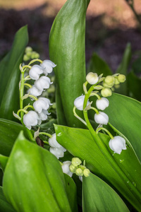 花儿 百合花 流血 春天 山谷 植物