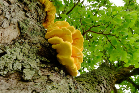 树干 蘑菇 美丽的 木材 毒蕈 秋天 真菌 树皮 特写镜头