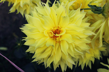 黄花大丽花。黄色菊花。蓬蓬大丽花。漂亮装饰性的黄色菊花，有时称为菊花或菊花。