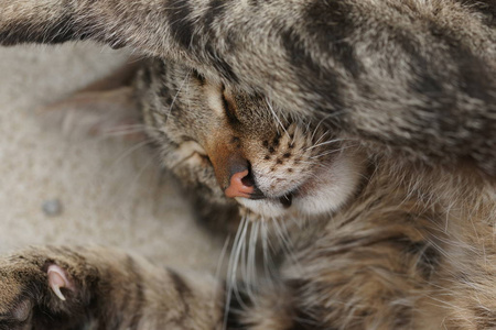 说谎 地面 猫科动物 头发 毛茸茸的 睡觉 甜的 自然 小猫