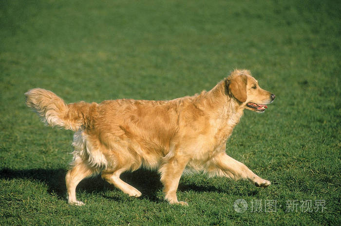 金毛猎犬