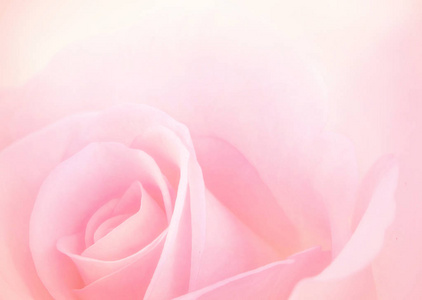 Pink Rose flowers with blurred sofe pastel color background for 