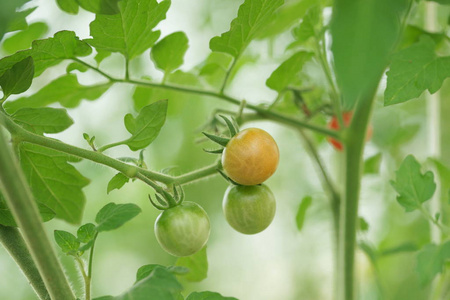 蔬菜 生长 西红柿 农业 成熟 特写镜头 自然 园艺 维生素