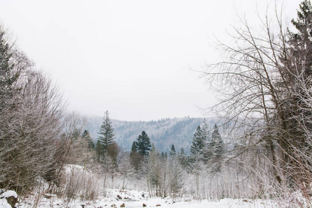 小山 森林 松木 美丽的 斜坡 场景 滑雪 圣诞节 天气