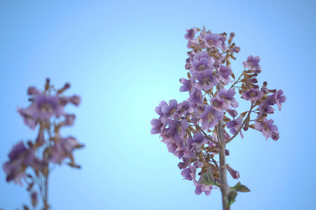 夏天 紫色 盛开 花园 美女 植物 植物区系 天空 植物学
