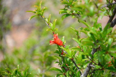 野生动物 美女 开花 植物 植物区系 花园 夏天 特写镜头