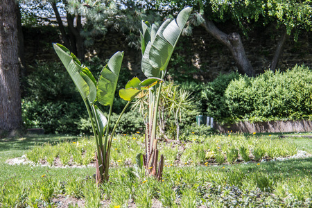 城堡花园里的棕榈和绿色植物