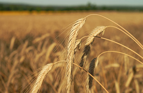 黑麦 作物 环境 粮食 季节 土地 生长 植物 玉米 夏天