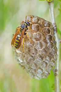昆虫 蜂蜜 黄蜂 蜂巢 特写镜头 颜色 野生动物 危险的