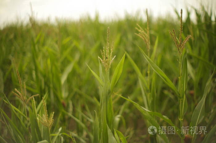 秋天 森林 夏天 风景 季节 天空 落下 颜色 开花 树叶