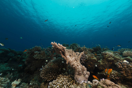 旅行 生物 墙纸 生态学 美女 潜水 动物 环境 深的 暗礁