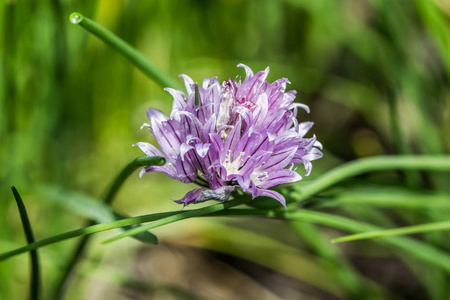 韭菜紫花照片