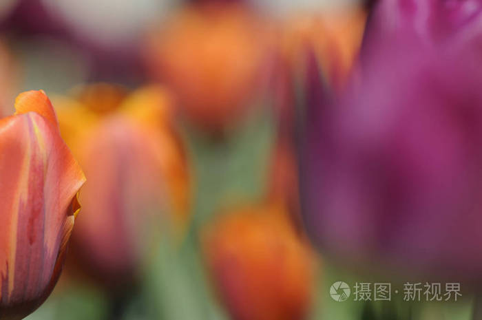 流血 花瓣 开花 洋甘菊 植物 繁荣 郁金香 繁荣的 花儿