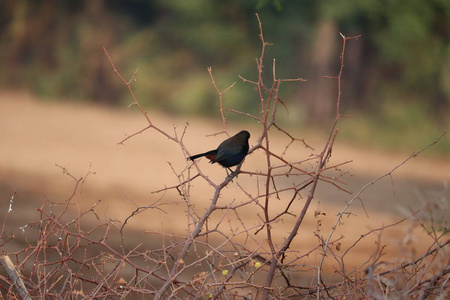 夏天美丽的小鸟常见的黑鸟