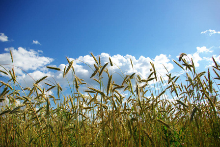 草地 作物 土地 环境 植物 成长 玉米地 收获 农业 谷类食品