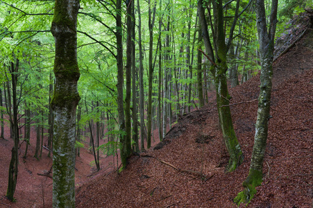春天 松木 树干 植物 木材 环境 生态学 颜色 树叶 材料