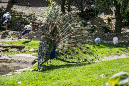 颜色 旅游业 野生动物 美丽的 动物群 美女 公园 羽毛