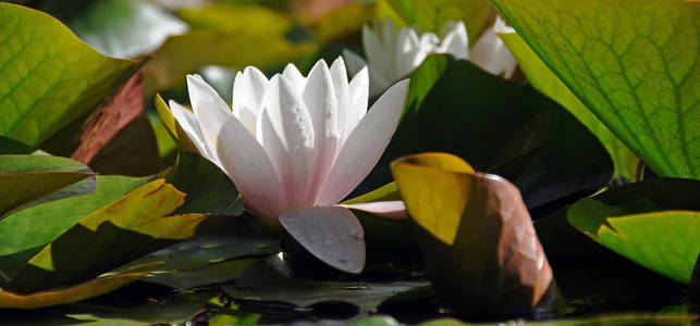 百合花 繁荣 树叶 花瓣 开花 池塘 镜像 植物 繁荣的