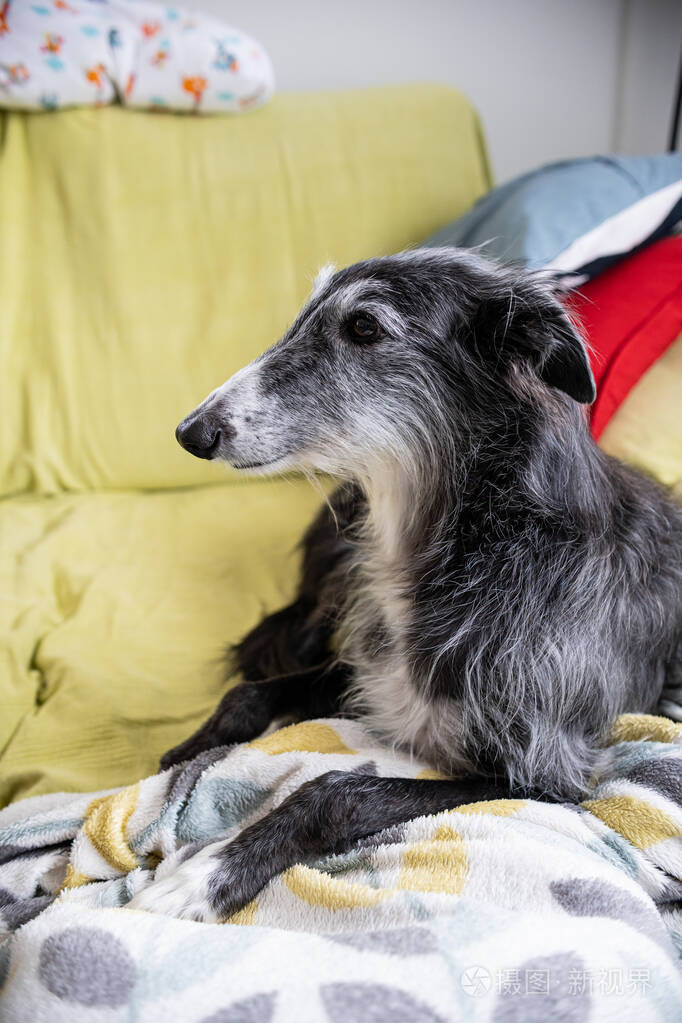 在沙发上休息的灰狗