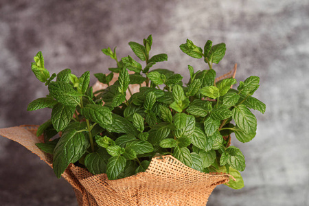 草药 植物 春天 食物 特写镜头 幼苗 香料 花园 芳香