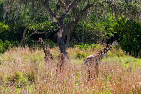 非洲 包装 草原 领域 长颈鹿 游猎 美丽的 脖子 沙漠
