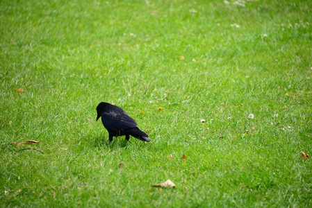 美丽的 自然 鸟类学 美女 乌鸦 公园 动物 黑鸟 夏天