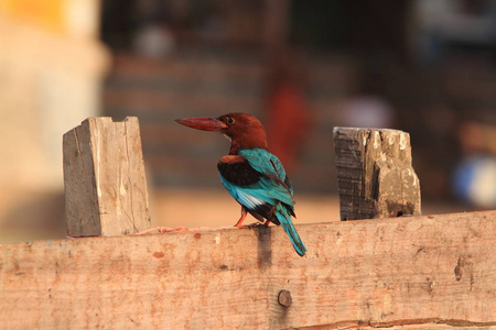 动物群 颜色 鸟类 野生动物 羽毛 公园 美丽的 动物 翠鸟
