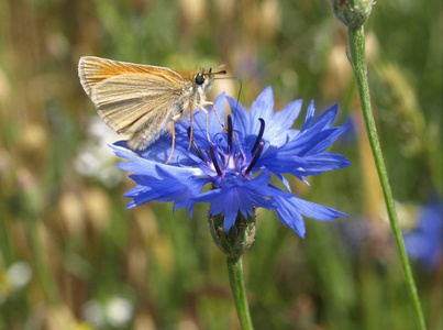 昆虫 灌木丛 草地 花园 夏天 动物 浏览 美女 花的 蝴蝶