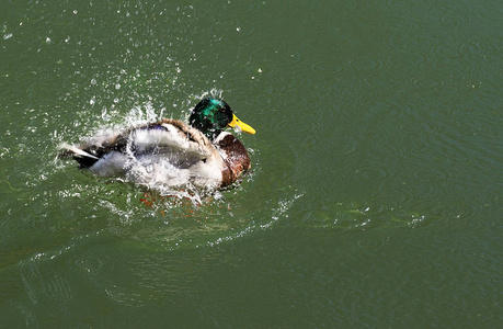 沐浴 绿头鸭 水滴 鸭子 喷射 公鸭