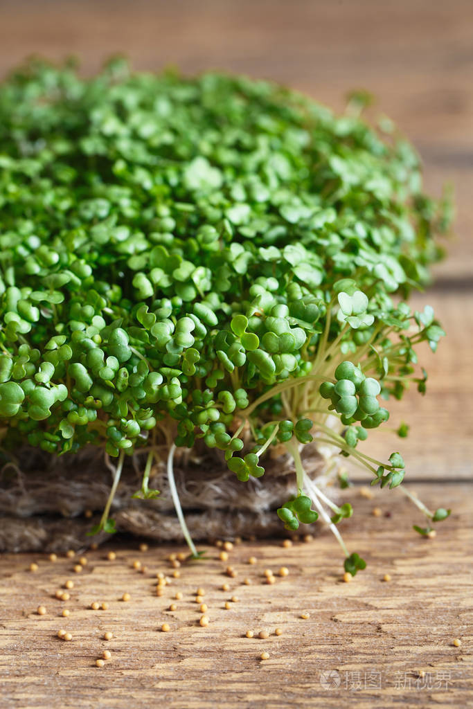 特写芥末微绿菜绿叶和茎布劳蒂