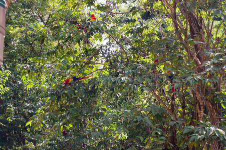 丛林里树上五颜六色的鹦鹉