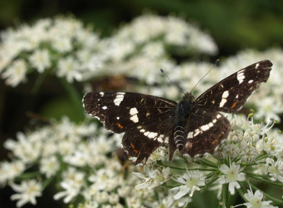 野生动物 自然 特写镜头 翅膀 花的 春天 美丽的 蝴蝶