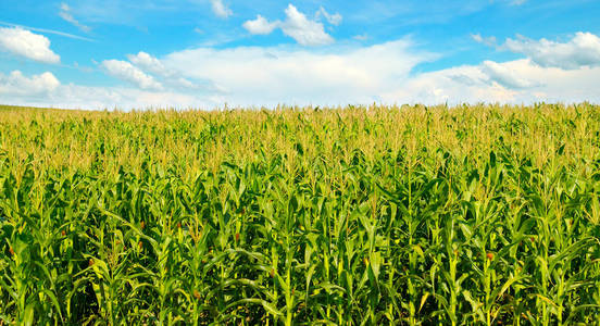 玉米地和蓝天。农业景观。宽照片。
