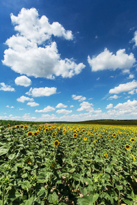 领域 自然 农事 地平线 农业 风景 天空 积云 乡村 向日葵