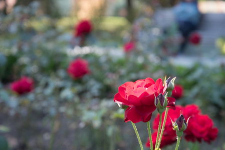 红玫瑰花特写。玫瑰长在花坛里。