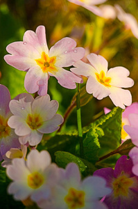 Small fragile primrose flowers bloom 