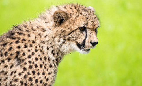 食肉动物 猫科动物 豹子 哺乳动物 动物 野猫 非洲 环境